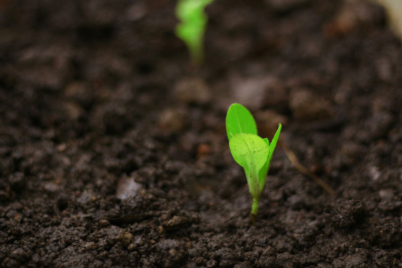 Semillas de cáñamo germinando en la tierra