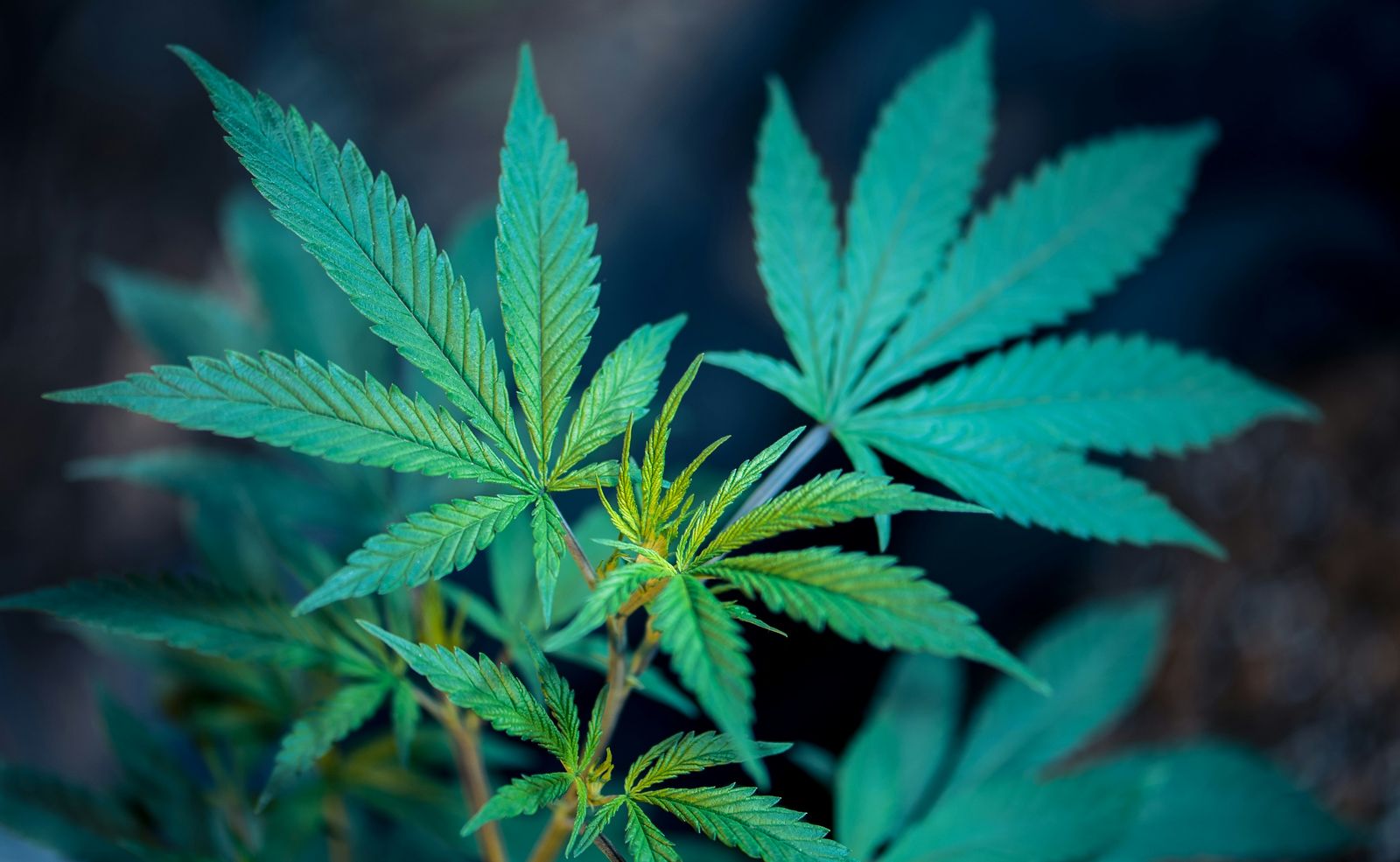 Comparativa de métodos de detección de cannabis: saliva, sangre, orina y cabello